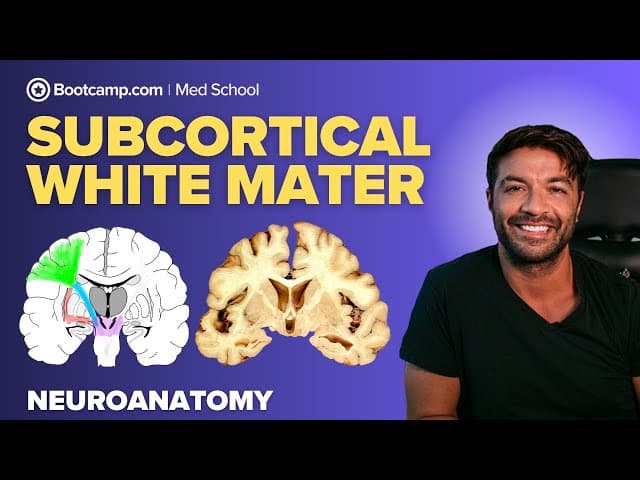 Subcortical White Matter Made Simple | Key Tracts and Functions