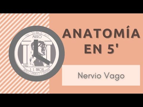Nervio Vago en 5 minutos | UBA. Museo de Anatomía J.J. Naón