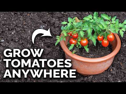 Thumbnail for Grow Amazing Tomatoes In Containers 🍅 (COMPLETE GUIDE)