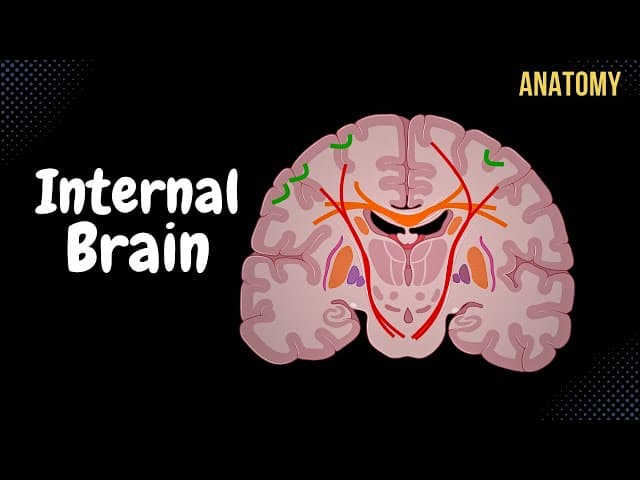 Internal Cerebrum (Association, Commissural, Projection Fibers, Basal Ganglion) cover