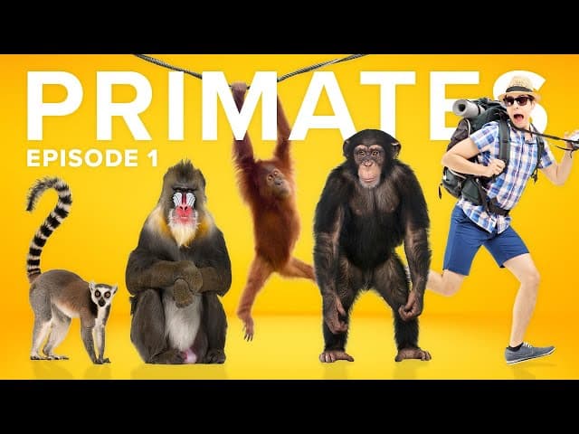 Thumbnail image for The Evolution of Primates is a CRAZY Story