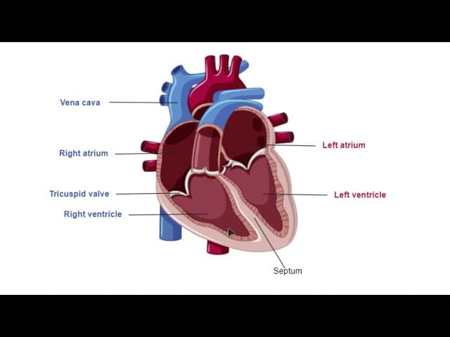 AS Biology - Mammalian heart structure (OCR A Chapter 8.5)