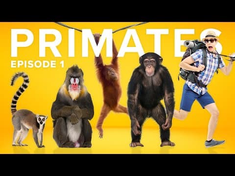 Thumbnail for The Evolution of Primates is a CRAZY Story