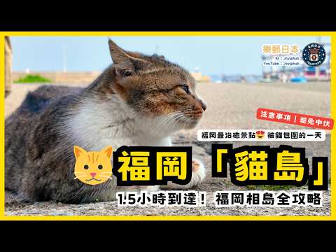 【福岡貓島攻略】最治癒景點😍 被貓包圍的一天🐱|交通+船期+注意事項全公開!