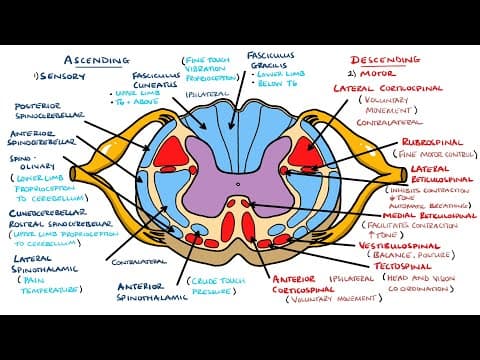 Thumbnail for Ascending and Descending Spinal Cord Tracts Made Easy