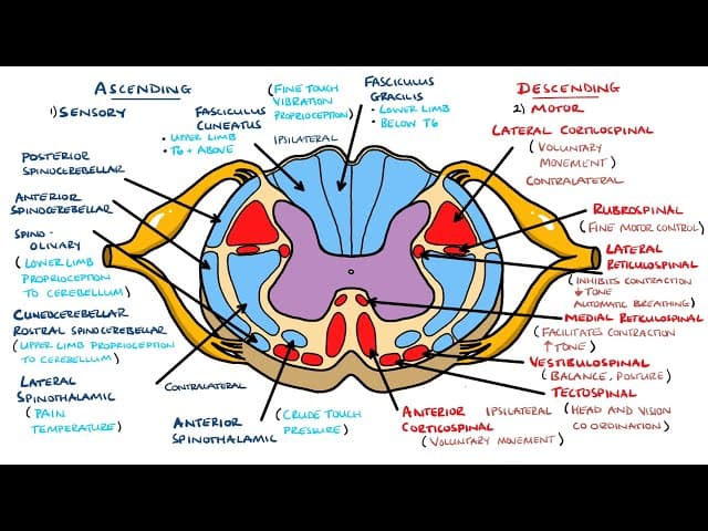Ascending and Descending Spinal Cord Tracts Made Easy cover