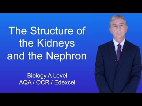 Thumbnail for A Level Biology Revision (Year 13) "The Structure of the Kidneys and the Nephron"