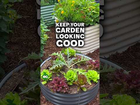 Thumbnail for This is how I keep my garden fresh in late summer...