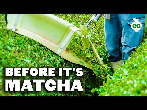 Thumbnail for How Japanese Green Tea Is Made | Grow & Tell