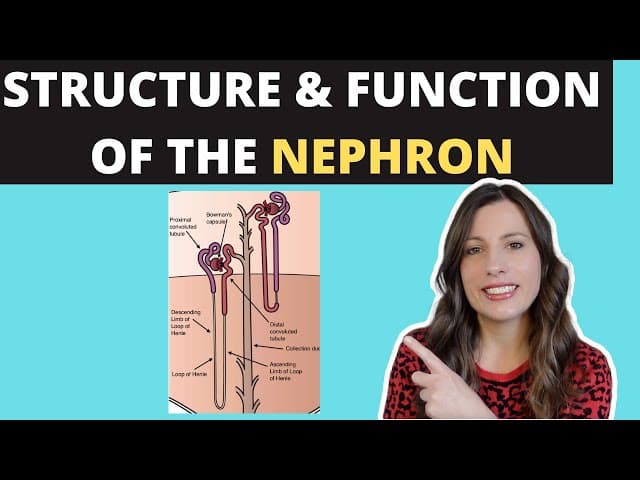 Structure of the NEPHRON- A-level Biology. Ultrafiltration and selective reabsorption in the kidney cover