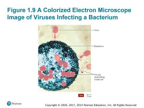 Thumbnail for BIO 230 Chapter 1 PPT Recording